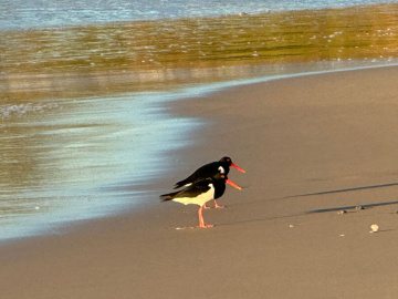 Gallery - Revive Lake Cathie