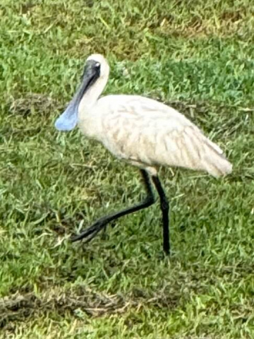 Gallery - Revive Lake Cathie